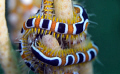   brittle star shot Nikon D7000 105mm macro  